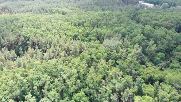 Pine Forest, Aerial View with Drone. Top View in Pine Wood Park on Forest Trees.