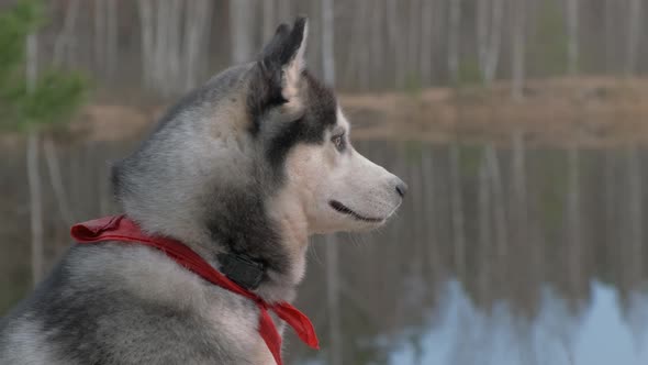 Portrait of a husky with a red bandage around his neck in the spring on the shore of a forest lake