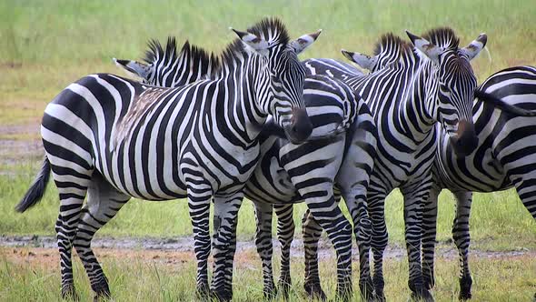 A Group of Zebras in Symmetrical Reverse and Straight Row in Africa Savanna