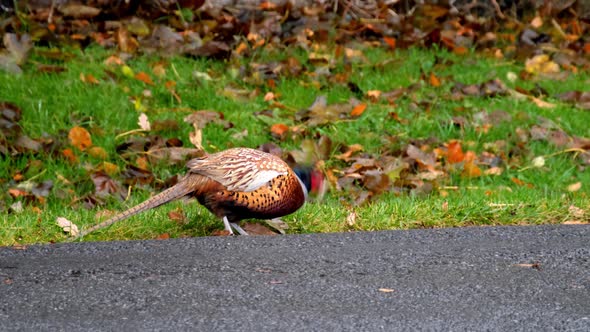 Common Pheasant ,Phasianus Colchicus, on the Road