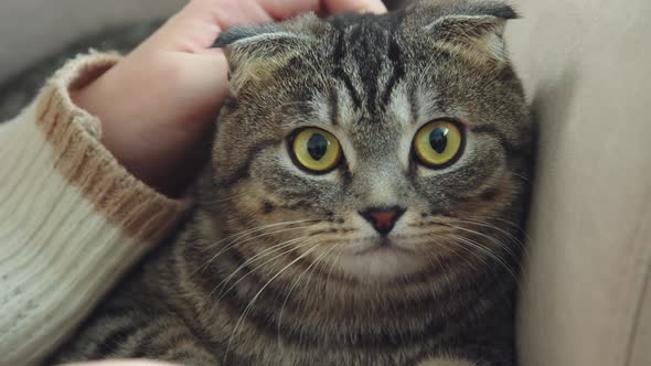 Closeup of a Woman Petting a Cat