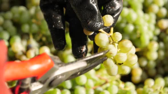 Hands select ripe grapes at harvest in vineyard. Close up in slow moiton