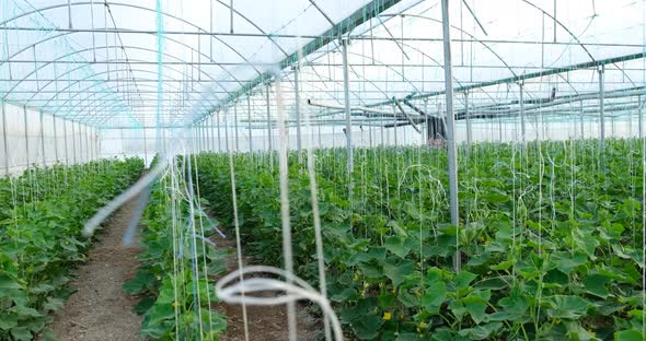 Growth Greenhouse Cucumbers