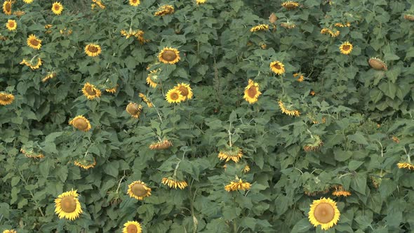 Panning aerial view of sunflowers in a field