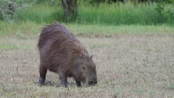 adult capybara grazing calmly in the grassy field. Wetlands South American big rodent