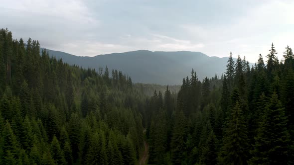 Drone flight in a beautiful coniferous forest