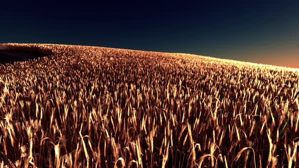 Beautiful Landscape with Field of Ripe Rye and Blue Summer Sky alt