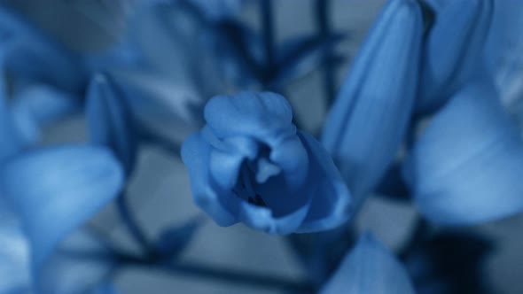 Blue Lily Flower Blooming Opening Its Blossom