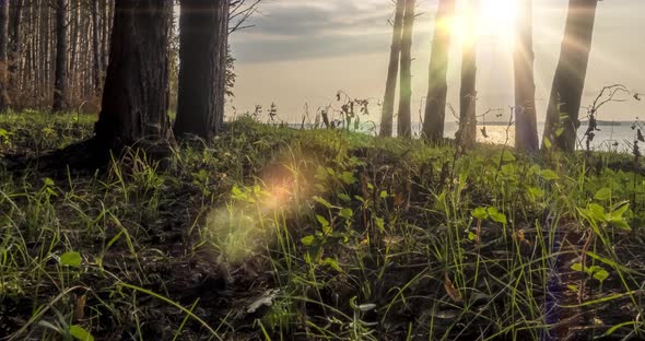 Wild Forest Lake Timelapse at the Summer Time. Wild Nature and Rural Meadow. Green Forest of Pine