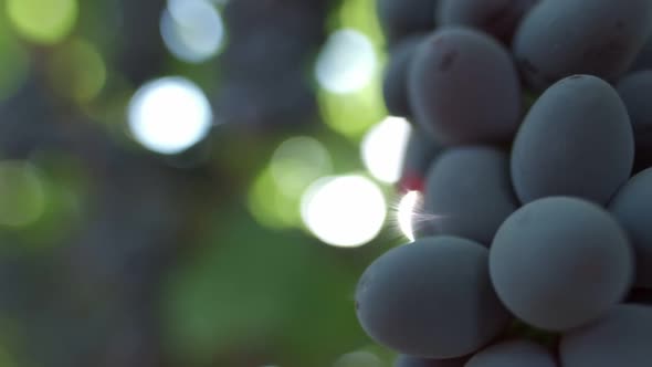 The Sun's Rays Shine Through the Bunches of Grapes