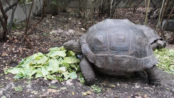 Feeding Huge Aldabra Giant Tortoise Green Leaves in Reserve Zanzibar Africa