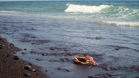 Big Seashell on the Sand