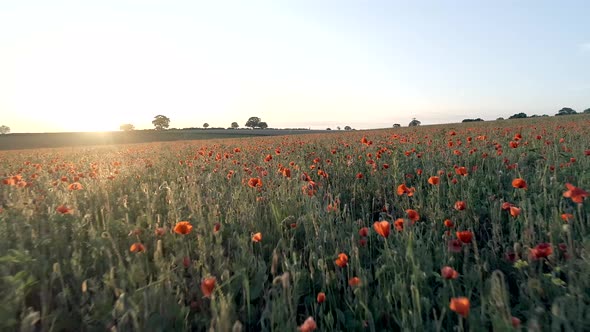 Field Full of Red Poppies in the Summer