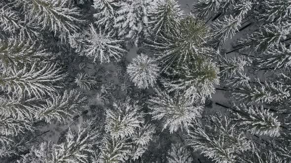 Drone Fly Beautiful Snowy Winter Forest Aerial Top Down Drone View of Winter Mixed Forest