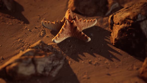 Starfish on Sandy Beach at Sunset