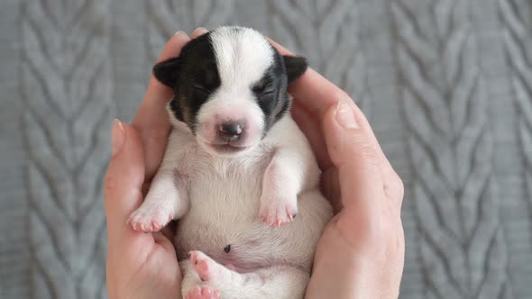 Puppy Sleeping in the Owners Hands