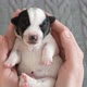Puppy Sleeping in the Owners Hands - VideoHive Item for Sale