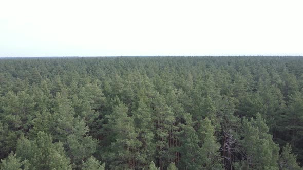 Trees in a Pine Forest During the Day Aerial View