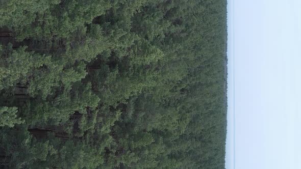 Vertical Video of Pine Forest Aerial View Slow Motion