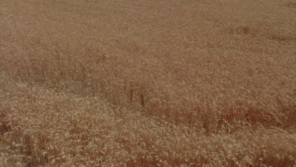 Dry Wheat field ready for harvest, Aerial footage.