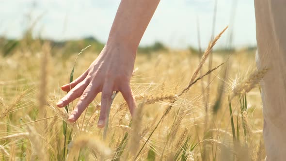 Woman Walk in Wheat Ears