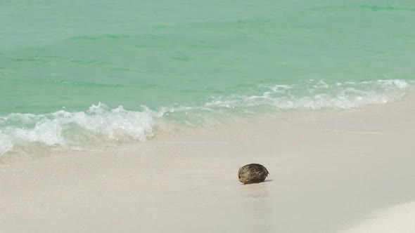 Coconut in the Ocean