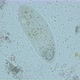 infusorium Ciliophora of the genus Paramecium under a microscope, order Peniculida - VideoHive Item for Sale