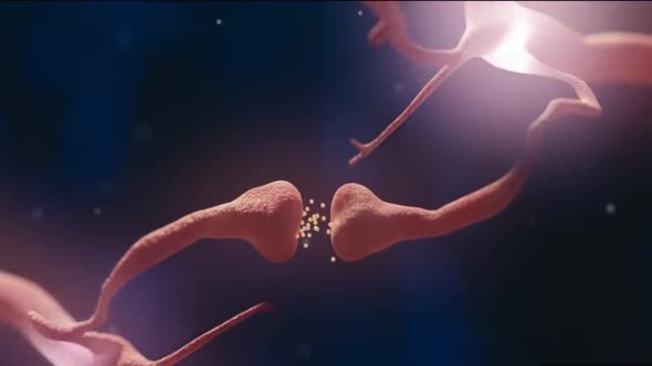 neurobiology, nervous system cells alt