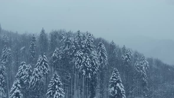 Aerial shot: spruce and pine winter forest completely covered by snow.