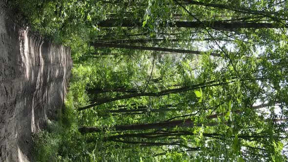 Vertical Video of a Beautiful Forest in Summer