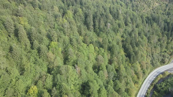 Trees in the Mountains Slow Motion. Aerial View of the Carpathian Mountains in Autumn. Ukraine