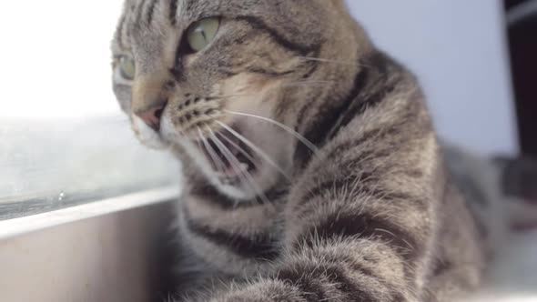 Sleepy young striped tabby yawns and looks into camera close up shot