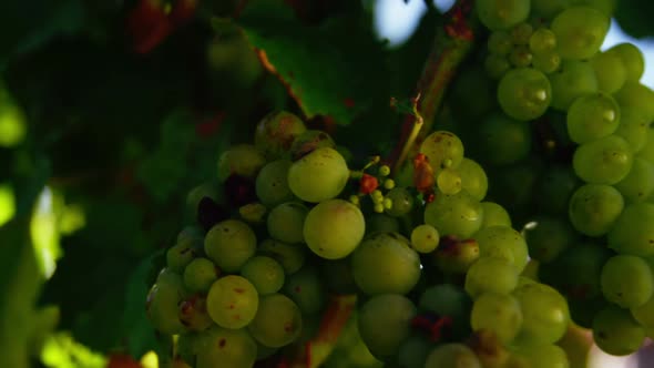 Close-up of green grapes in vineyard