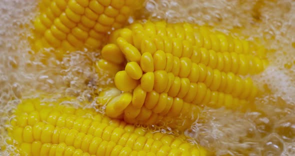 Corn Cobs in Boiling Hot Water