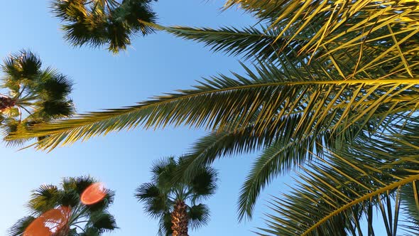 Palm Leaves Against the Blue Sky