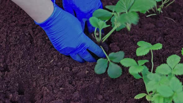 View of hands planting strawberry bush into ground on garden bed. Sweden.