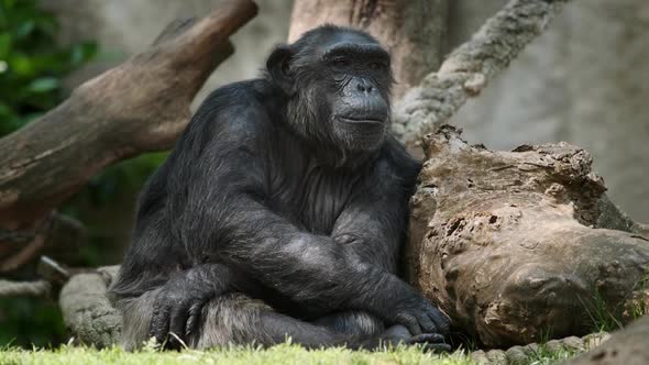 Portrait of a Chimpanzee