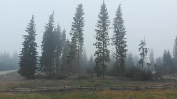 Fog in Spruce Forest