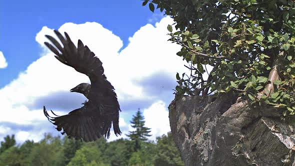 700006 Jackdaw, corvus monedula, Adult in Flight, Taking off from Tree, Slow Motion