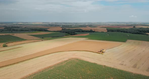 Drone Shot with Descending Wide Top View of Mowing Machine, Harvesting on Yellow Canola Field betwee