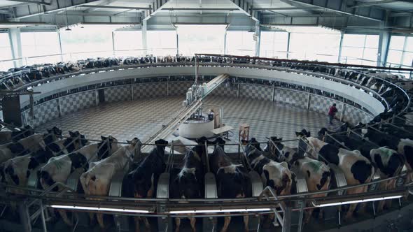 Automated System Cow Milking on Technological Farm