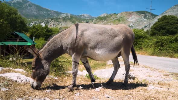 Close up shot of a grey donkey standing and grazing next to a road in the mountains of Montenegro on