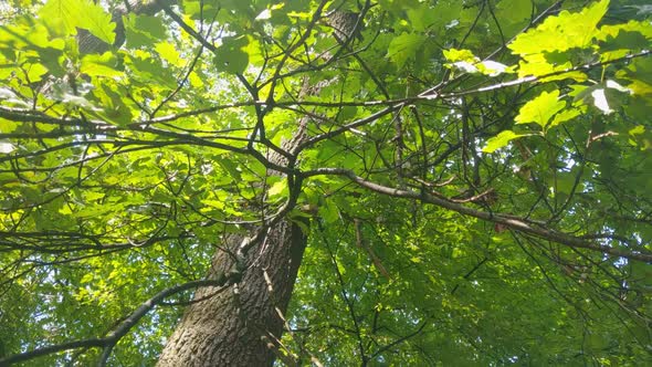 Bottom up view of beautiful green oak leaves and trunk in the forest. The sun's rays pass through th