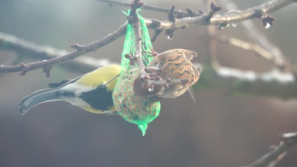 Great tit (Parus major) and House Sparrow (Passer domesticus) eats bird food from a bird feeder 