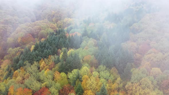 Autumn Wild Forest