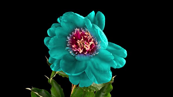 Timelapse of Beautiful Turquoise Burgundy Peony Flower Blooming on Black Background