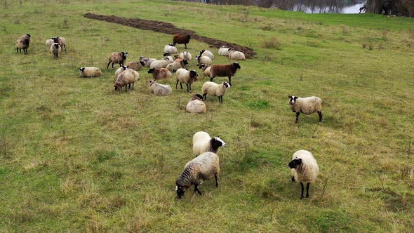 Numerous herd flock of sheep livestock go quietly