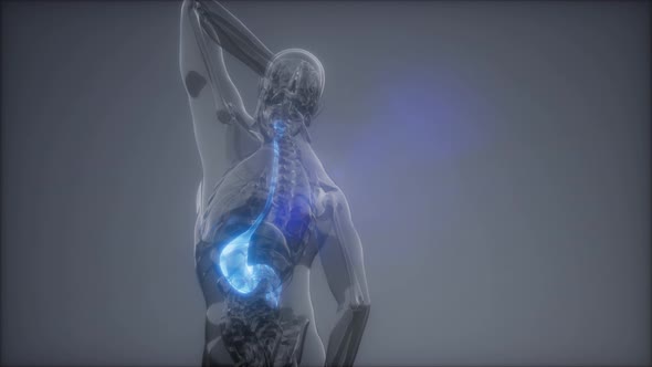 Human Stomach Radiology Exam alt