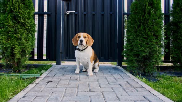 Beagle Dog Run at Grass Outdoors Chase Moving Camera