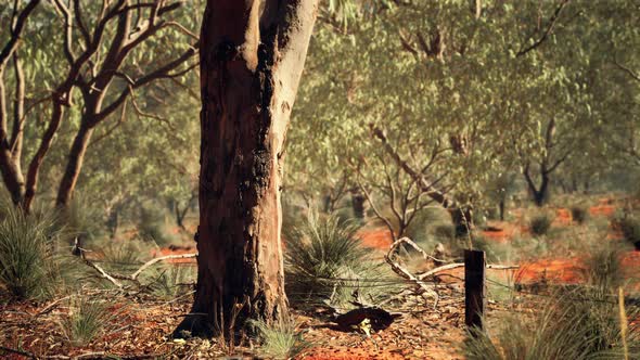 Australian Bush with Trees on Red Sand